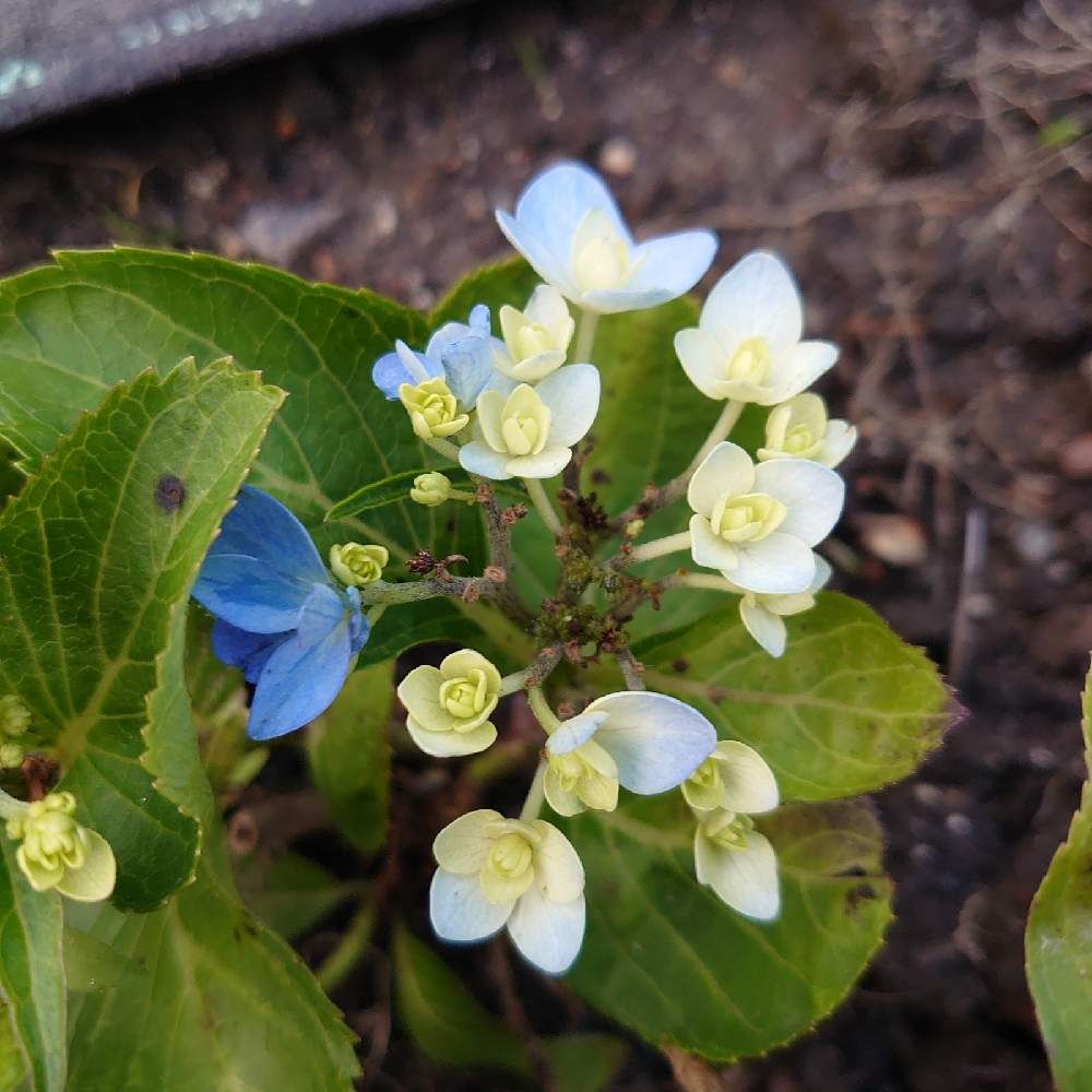 アジサイ 青花火の投稿画像 By たまっくまさん 花のある暮らしと加茂セレクション 21月5月29日 Greensnap グリーンスナップ