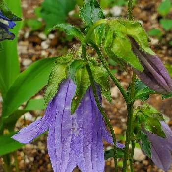 皿ヶ嶺ききょうの投稿画像一覧 Greensnap グリーンスナップ