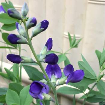 紫仙台萩の投稿画像一覧 Greensnap グリーンスナップ