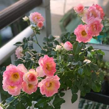 ミニバラ チュチュオプティマの投稿画像一覧 Greensnap グリーンスナップ