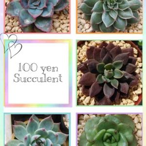 チワワエンシス,シルバースター,ヘラクレス,ヌダ,100均シノクラッスラの画像