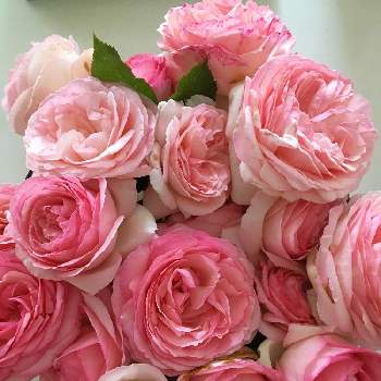 バラ風呂の投稿画像一覧 Greensnap グリーンスナップ