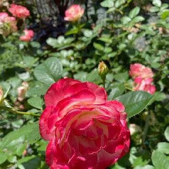 ラムズイヤー♪の画像 by @Rose&greenさん | 薔薇 ジュビレ・デュ・プリンス・ドゥ・モナコと宿根草、とレオナルドダヴィンチ♪とバラ　つるバラとスーパーアリッサム♪とニゲラ♪と小さな花壇とペンステモン♪とオステオスペルマム♪とジギタリス♪とピエールドロンサール♪とゴールデン シャトーとゴールドバニー、と宿根草花壇とガーデニングとダスティミラー♡とラムズイヤー♪とネモローサカラドンナとツルニチニチソウ♪とブルーサルビア♪