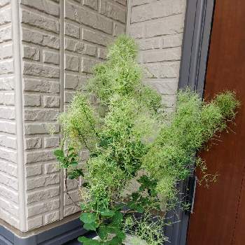 スモークツリー グリーンボールの投稿画像一覧 Greensnap グリーンスナップ