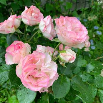 庭の薔薇の画像 by anne♪さん | 広い庭と薔薇ストロベリーアイスとピンクの花と可愛い♥️と癒されると庭の薔薇と四季咲バラと優しいと＃バラ