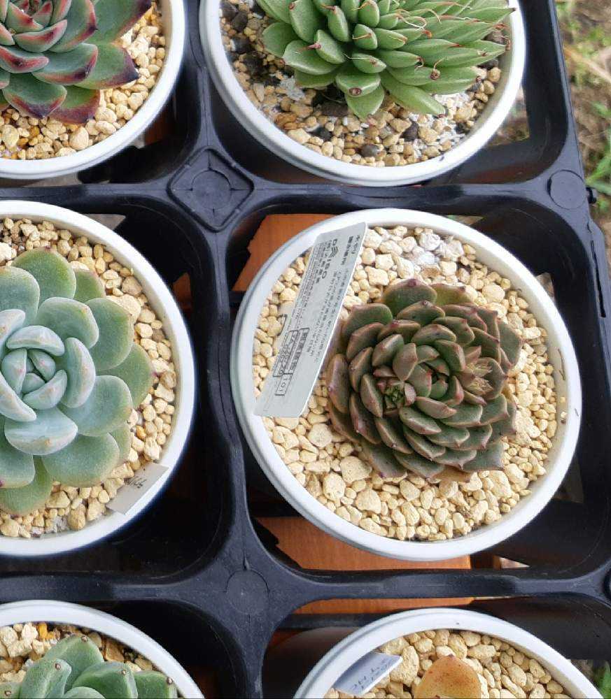 ダイソー謎ベリア改めオリビア｜🍀GreenSnap（グリーンスナップ）