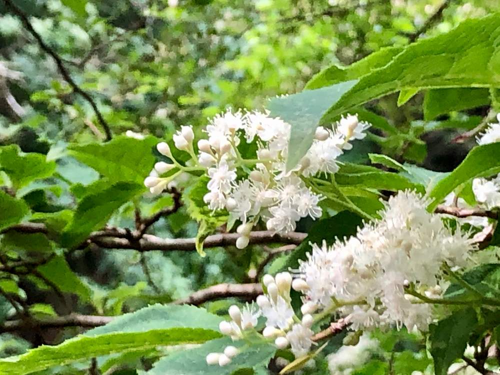 花木の投稿画像 By けのさん 白い花と山行きと不思議な感じとタンナサワフタギとお出かけ先と花木と白い花と山行きと不思議な感じ 21月5月 29日 Greensnap グリーンスナップ Greensnap グリーンスナップ