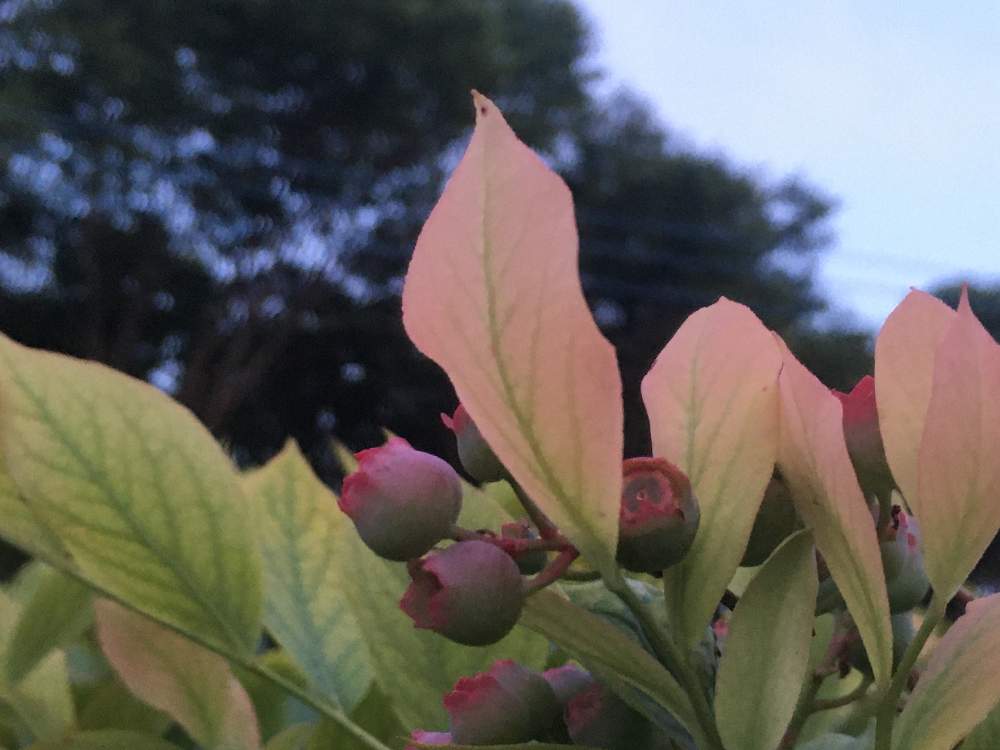 ブルーベリーの投稿画像 By Otomさん ブルーベリーの実と茨城県と緑の葉っぱと赤い葉っぱとつくば市と緑色の葉 21月5月30日 Greensnap グリーンスナップ