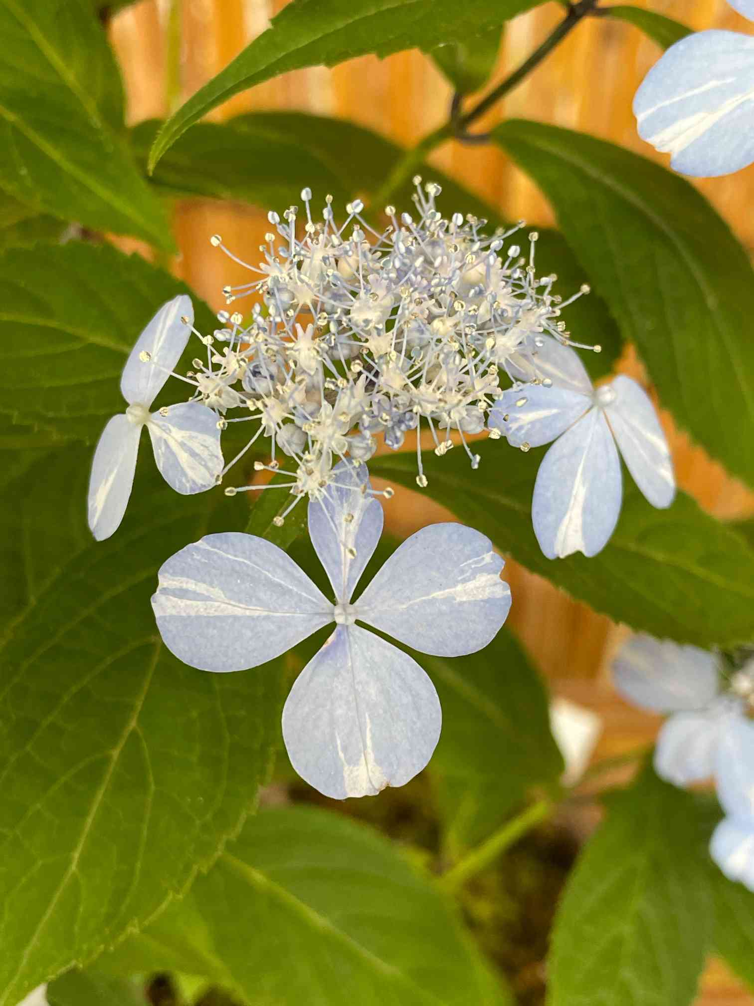 こうちゃん☆ママ専用 紫陽花 アジサイ - 植物/観葉植物