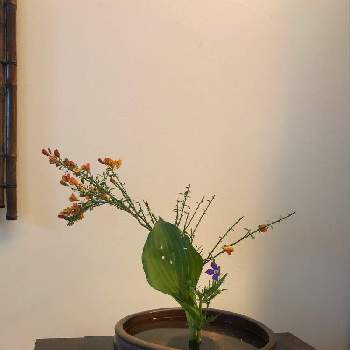 ローレンティア・フィズアンドポップの画像 by sasukemama（T・Henty）さん | 和室とフレッシュフラワーアレンジメントと生け花のある暮らしとホスタ　ギボウシと緑のある暮らしとエニシダ ♡と花のある暮らしとローレンティア・フィズアンドポップとアメリカ在住とアレンジメントと生け花