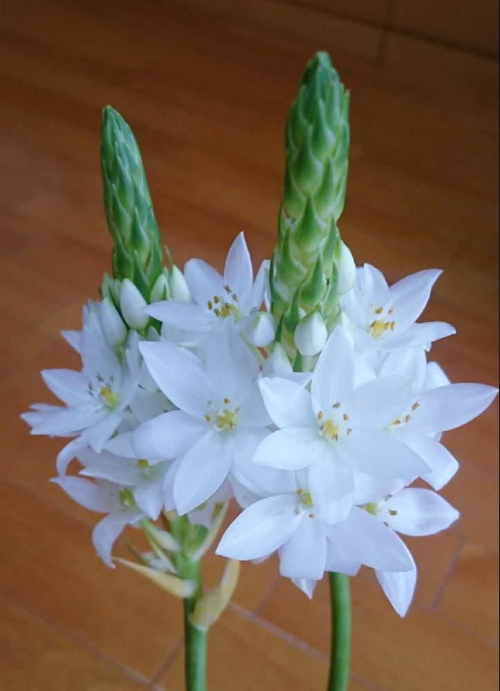 オーニソガラムの投稿画像 By ジュリアーノさん 今日のお花とピュアフラワーと白いお花とオーニソガラムの花と花のある暮らしとオーニソガラム とチームブルーno 086 21月5月30日 Greensnap グリーンスナップ