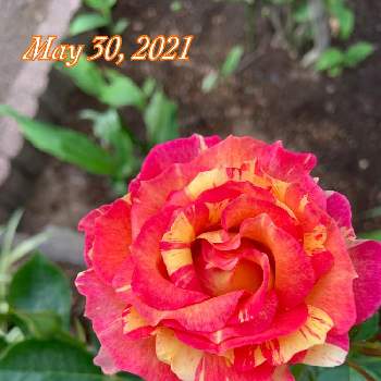 ラ・パリジェンヌの画像 by ごんたさん | 小さな庭とラ・パリジェンヌとバラ  ラ・パリジェンヌと自慢のバラ_2021と薔薇のある暮らし♡とおうち園芸と#花のある暮らしと薔薇♪