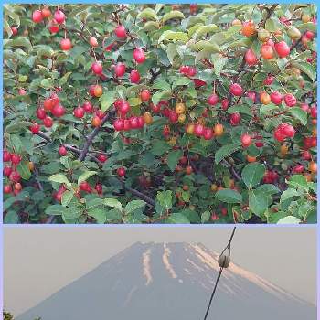 今日の富士山の画像 by 花咲け❗じいちゃん!さん | お出かけ先と今日の富士山とぐみ☆