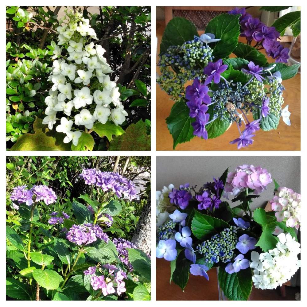 アジサイの投稿画像 By あつどんさん 挿し木から 21月5月30日 Greensnap グリーンスナップ