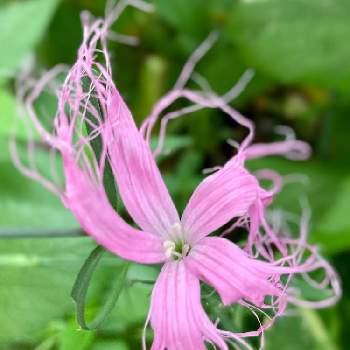 薄いピンクの花の投稿画像一覧 Greensnap グリーンスナップ