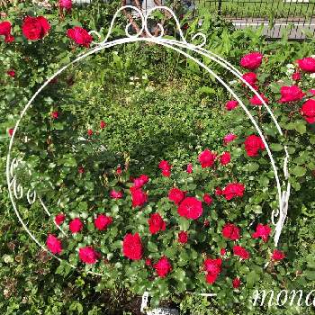 スーリールドゥモナリザの画像 by モナミさん | エクステリアと私の癒し♡とわたしの楽しみと自慢のバラ_2021と薔薇愛同盟とおうち時間とわれら17年組とバラが咲いたよとバラのある暮らしとスーリールドゥモナリザとバラが好きと2021 G Sでバラ園と庭バラ