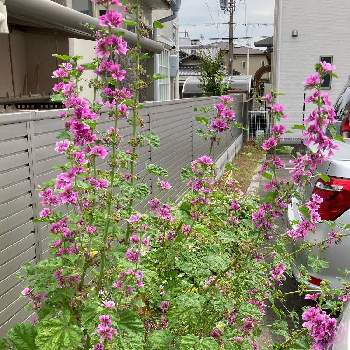 ゼニアオイ（銭葵）の画像 by manabeさん | お出かけ先とウスベニアオイとゼニアオイ（銭葵）と赤紫の花と駐車場花壇とトロピカルな花