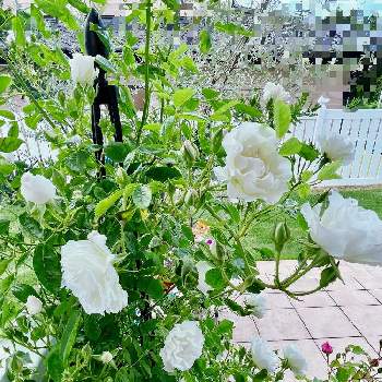 サマースノー♥︎︎∗︎*ﾟの画像 by RARAさん | つるバラのある庭とつるバラ サマースノーとばら バラ 薔薇と幸せにな〜る◡̈❁とサマースノー♥︎︎∗︎*ﾟとhappy♡とバラ 鉢植えとありがとう◡̈❁と香りフェチと薔薇♪