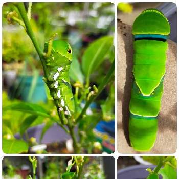 虫さんの画像 by ROSE オバサンさん | 小さな庭とシークワーサーと昆虫と植物と虫さんと昆虫シリーズ