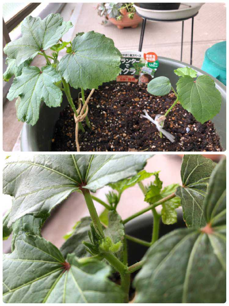 ベランダでオクラ Greensnap グリーンスナップ ベランダでオクラ Greensnap グリーンスナップ