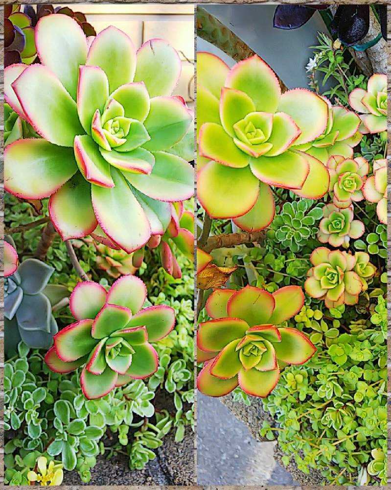 アエオニウムに花が咲いたら｜🍀GreenSnap（グリーンスナップ）