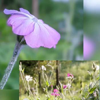 フランネルソウ✽の画像 by 秋草さん | 広い庭とフランネルソウとピンクの花とスマホ撮影と我が庭の野草たちとフランネルソウ✽