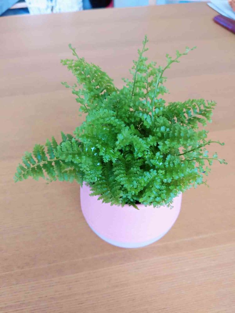 ネフロレピス スコッチモス｜🍀GreenSnap（グリーンスナップ）