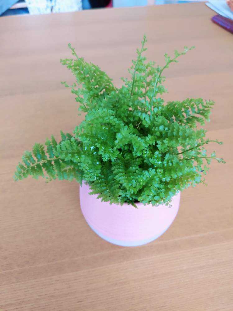 hinanami様確認用 ネフロレピス　スコッチモス 楽天市場】観葉植物【ネフロレピス属】ネフロレピス スコッチモス 4.5