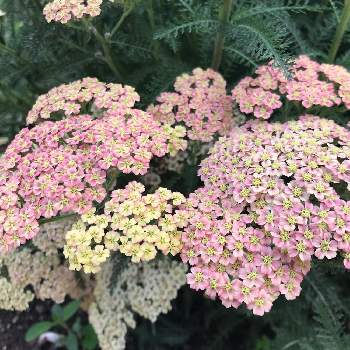 アキレアの花の投稿画像一覧 Greensnap グリーンスナップ