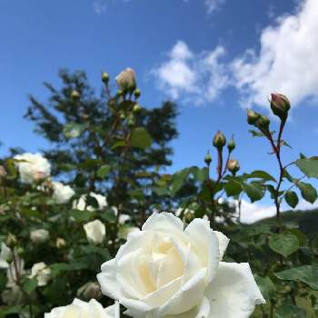 バラ 新雪の画像 by K2さん | お出かけ先とバラ 新雪と白い花シリーズ❣️と新緑の季節とわりと好きシリーズ❣️と⛰歩きと大自然大好き仲間❣️と白い花