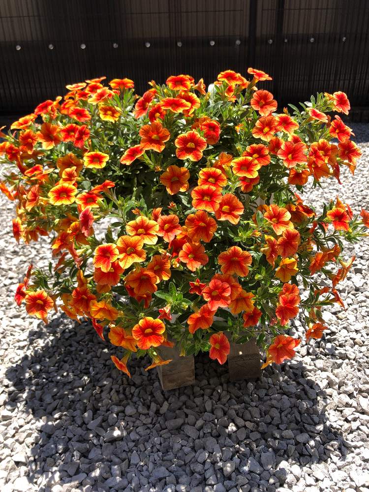 カリブラコアの投稿画像 By ともさん カリブラコア クレーブサンセットとコメリ プレミアムセレクトとコメリと小さな庭とコメリ 21月5月30日 Greensnap グリーンスナップ Greensnap グリーンスナップ