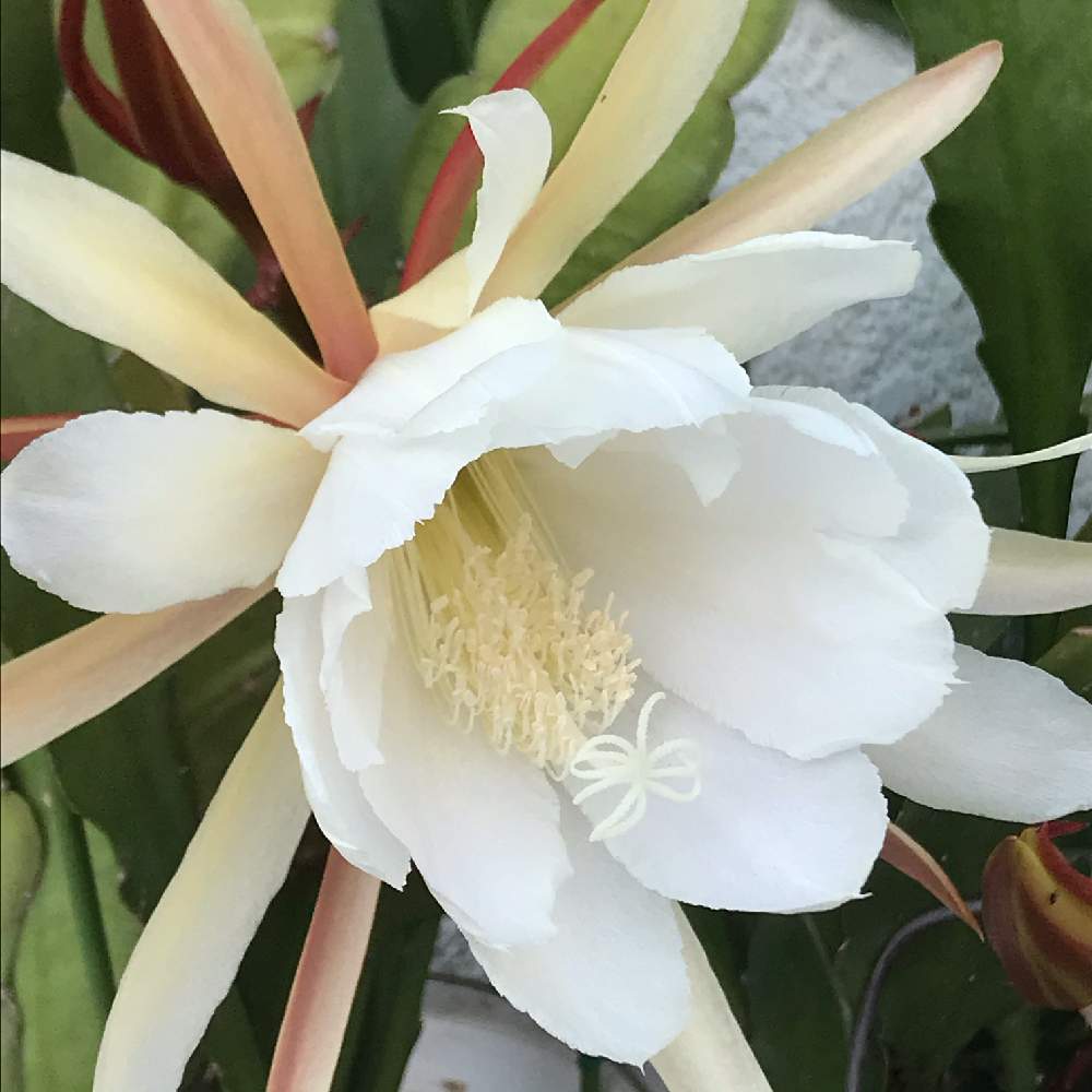 クジャクサボテンの投稿画像 By Meru さん 白い花とクジャクサボテン ときれ い とおうち園芸 21月5月30日 Greensnap グリーンスナップ