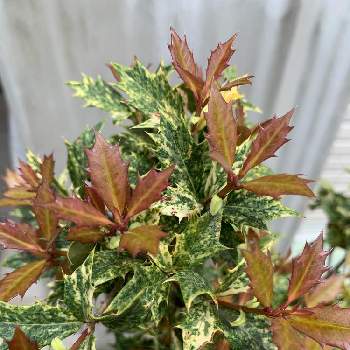 五色ヒイラギの投稿画像一覧 Greensnap グリーンスナップ