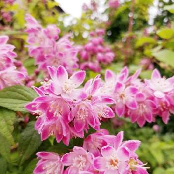 ウツギストロベリーフィールズの投稿画像一覧 Greensnap グリーンスナップ