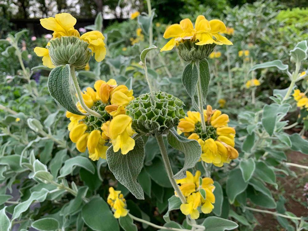 六花さんの港の見える丘公園への投稿