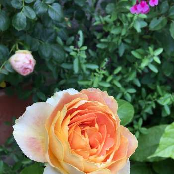 キャラメルアンティークの画像 by yuiさん | 小さな庭とキャラメルアンティークとガーデニングとバラ 鉢植えとばら バラ 薔薇と自慢のバラ_2021