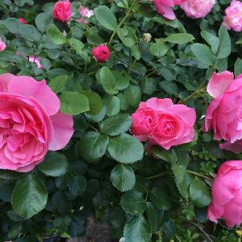 レオナルドダヴィンチの画像 by yuiさん | 小さな庭とレオナルドダヴィンチとガーデニングとバラ 鉢植えとばら バラ 薔薇と自慢のバラ_2021