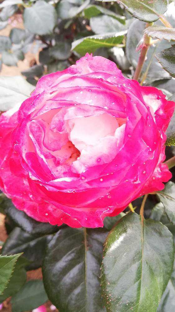 21 5 京成バラ園をお散歩 Greensnap グリーンスナップ