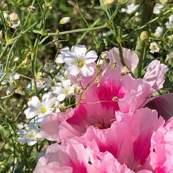 開梱 設置 無料 白花カスミ草 ローズかすみ草 ポピー 植物 観葉植物