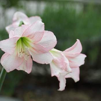 アマリリス ガーデンオーケストラの投稿画像一覧 Greensnap グリーンスナップ