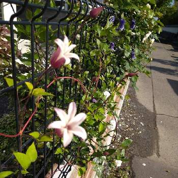 バラとクレマチスのコラボ の投稿画像一覧 Greensnap グリーンスナップ