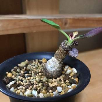 マダガスカル原産の投稿画像一覧 Greensnap グリーンスナップ