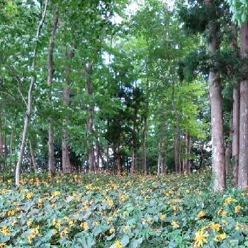 花山の投稿画像一覧 Greensnap グリーンスナップ 花山の投稿画像一覧 Greensnap グリーンスナップ