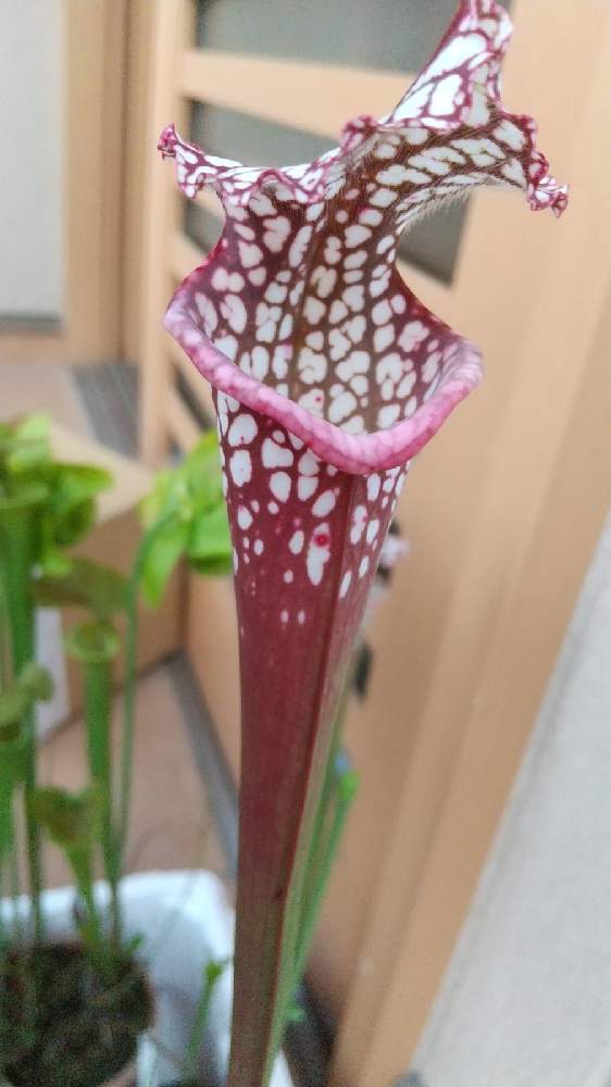 サラセニア レウコフィラの投稿画像 By ネペンさん サラセニア属と観葉植物と食虫植物と山野草とおうち園芸と美しいと珍奇植物と食虫植物 サラセニア 21月5月30日 Greensnap グリーンスナップ