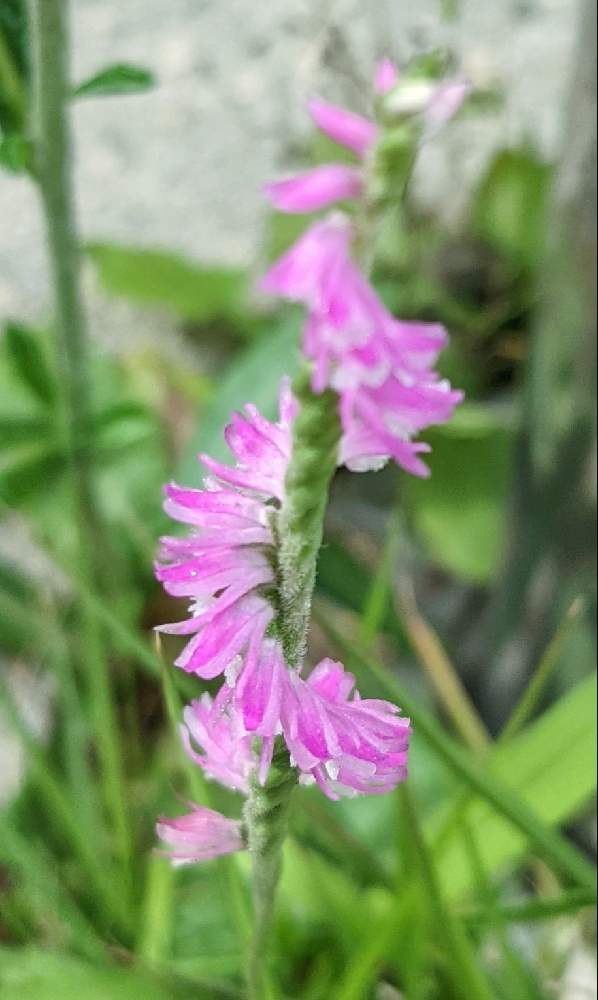 ネジバナの投稿画像 By ジュリアーノさん ピンクの花とビューティフルサンデーと山野草大好きと山野草とネジバナ と山野草大好き協会とみんな負けないで と 花のある暮らしと小さな花とチームブルーno 086とピンクワールドとピンクワールドへ ようこそ 21月5月30日