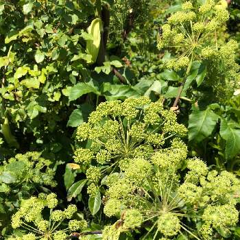 セイヨウトウキの投稿画像一覧 Greensnap グリーンスナップ