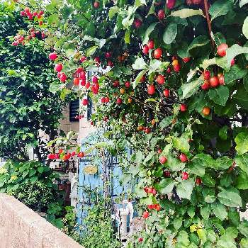 極狭庭の画像 by Rt_styleさん | 小さな庭とグミの実と極狭庭とDIYとガーデニングと赤い実と小庭と地植え