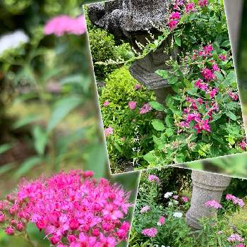 庭景色の画像 by 美野美谷さん | 広い庭と下野*と浜菊♪と シモツケと萩の花♡とハマギクの白花と庭景色