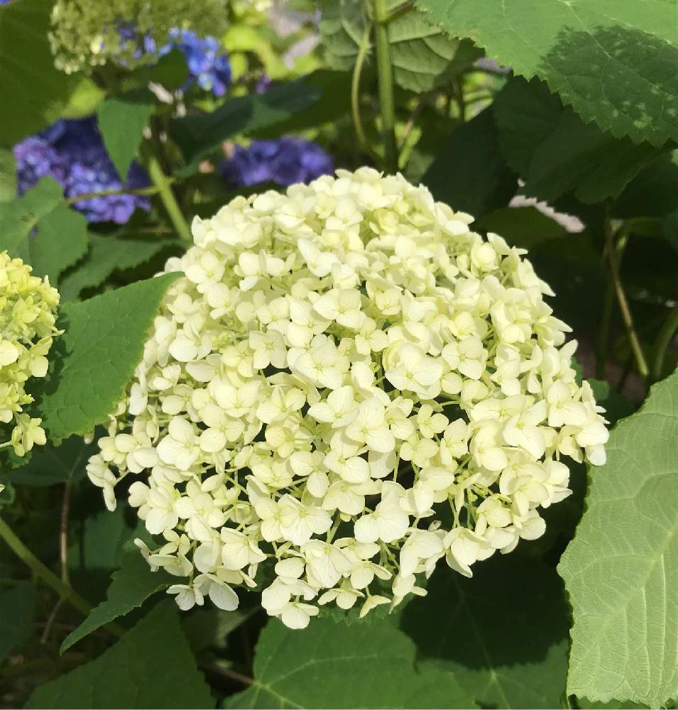 紫陽花の投稿画像 By みみさん 街路樹の植え込みと通り道と花壇と散歩と花のある暮らしとかわいいと 白い花とiphone撮影 21月5月 30日 Greensnap グリーンスナップ