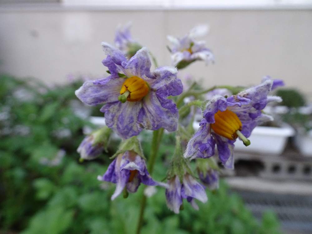 ジャガイモの花 の投稿画像 By Specialさん ナス科とジャガイモ栽培と熊本からと花言葉と熊本から各地へ とナス科ナス属 21月5月30日 Greensnap グリーンスナップ